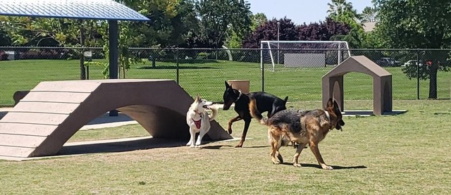 Dog Park Photo for PR